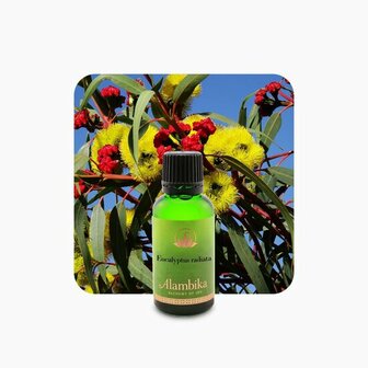 Biologische Eucalyptus Radiata essenti&euml;le olie | Alambika