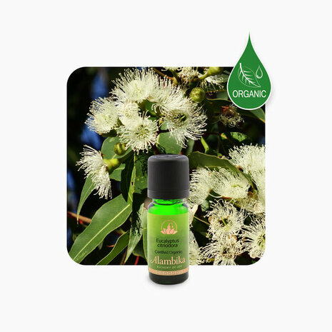 Biologische Eucalyptus Citriodora essentiële olie | Alambika