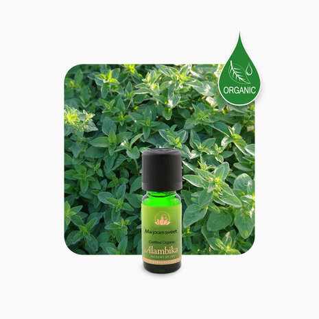 Zoete Marjolein essentiële olie, biologisch | Alambika