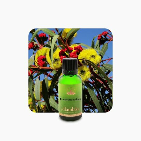 Biologische Eucalyptus Radiata essentiële olie | Alambika