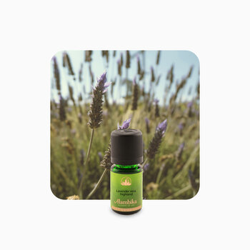 Het verschil van Lavendelsoorten