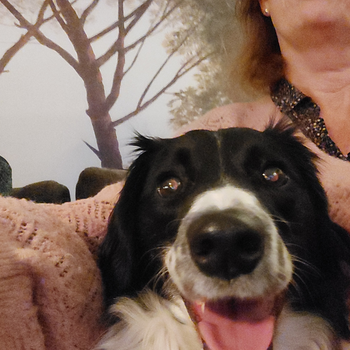 Vuurwerk angst verminderen bij honden