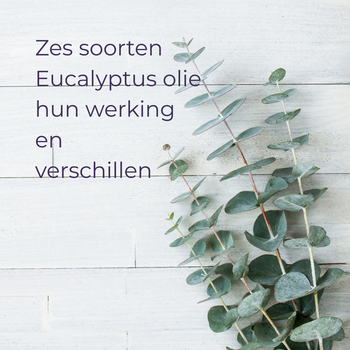 Zes Eucalyptus olien hun werking en verschillen