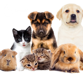 Essentiële olien en huisdieren, wat je echt moet weten