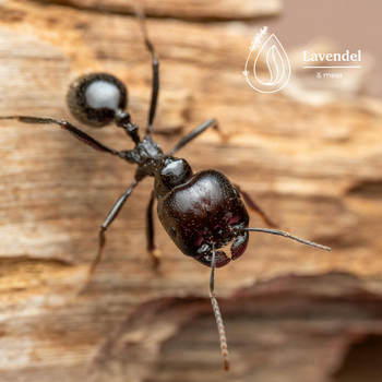 Dieren op afstand houden met essentiële oliën (muggen, mieren en meer)